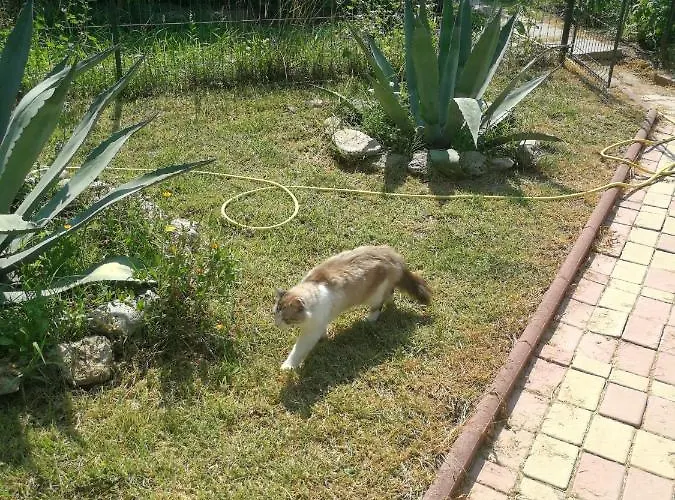 Mioara Parter מלון