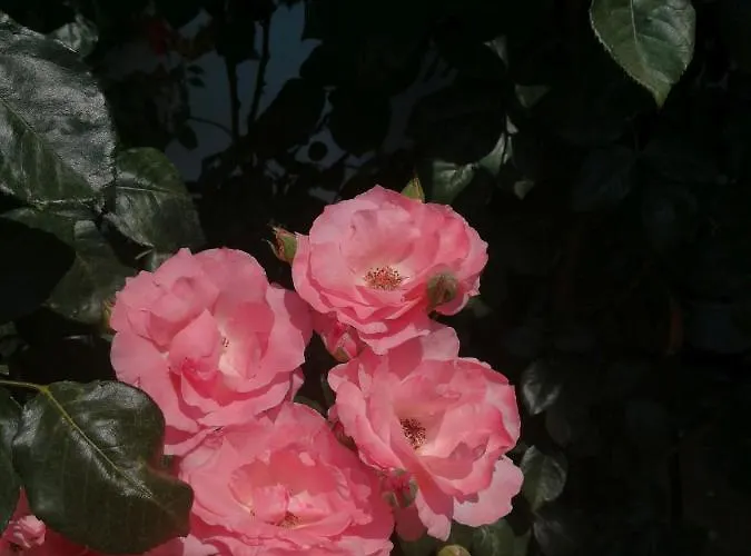 מלון Mioara Parter 3*