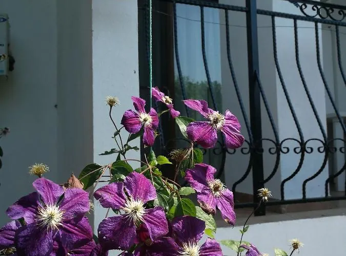 Mioara Parter ונוס